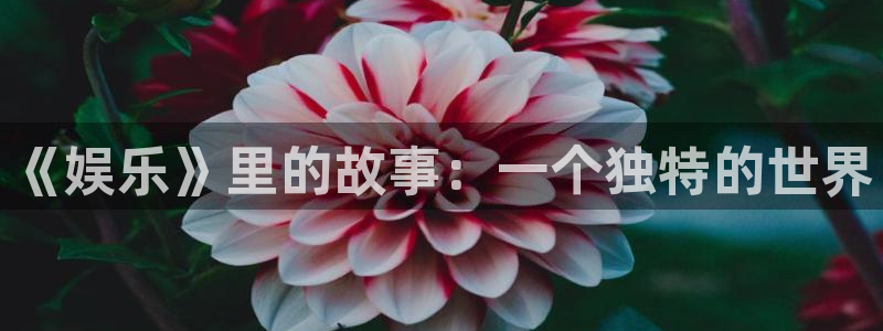 乐发ll500分红代理计划：《娱乐》里的故事：一个独特的世界
